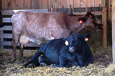 Dairy Cattle at Kline Creek Farm